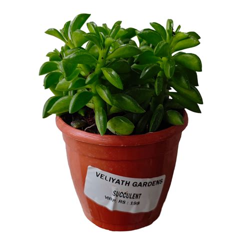 Taco Leaf Peperomia Live Plant (Peperomia nivalis ) – veliyathgardens