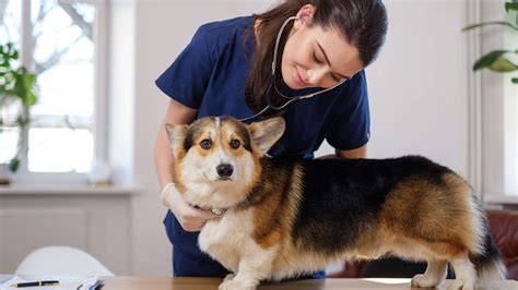 What Are The Different Types of Veterinarians?