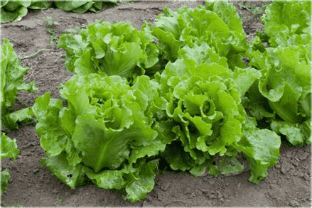 Image result for Class 7 Working Models