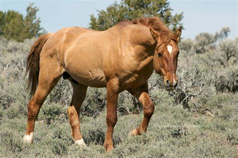 Are Dun Horses Rare at Elmer Orndorff blog