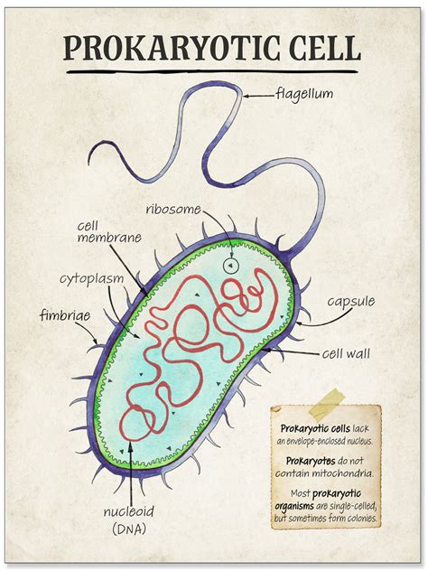 Image result for Prokaryote Structure
