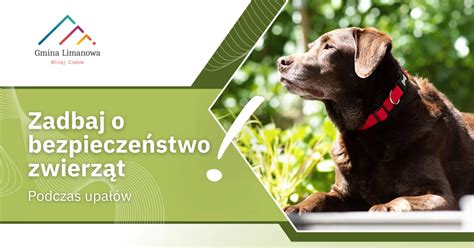 Zbliża się kolejna fala upałów, uwaga na zwierzęta! - Limanowa.in