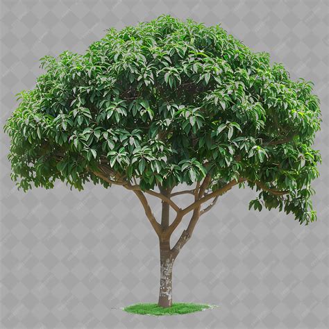 Png tauari tree with a dense round canopy large tree growing up ...