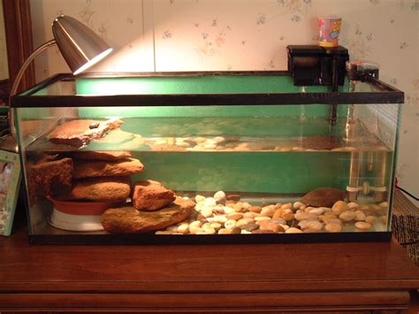 turtle tank | Here is a picture of Wendy's Turtle Tank. You can seethe ...