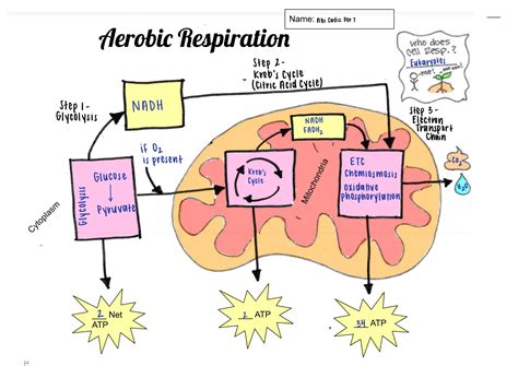 Cellular Respiration Poster - AP Biology - Stuvia US