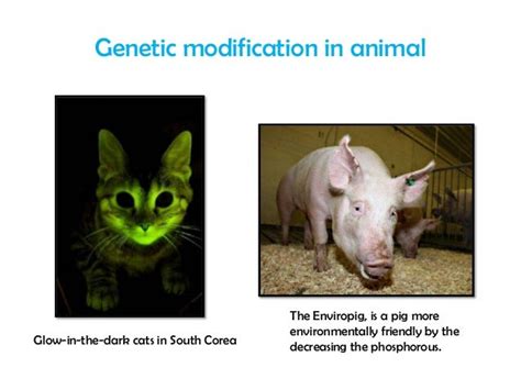 What Is Genetic Modification 的图像结果