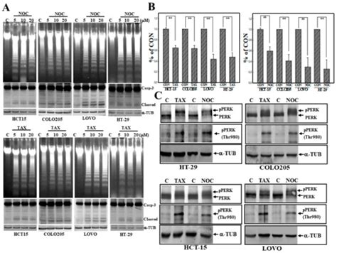 Activation of PERK Contributes to Apoptosis and G2/M Arrest by ...