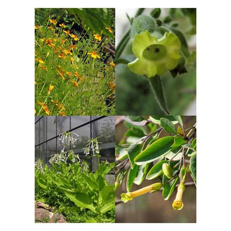 Native American Tobacco - Seed kit