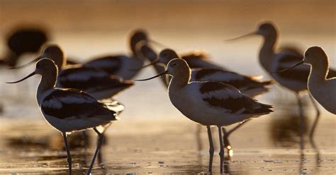 Two Volunteers Log More Than 20,000 Hours at National Wildlife Refuges ...