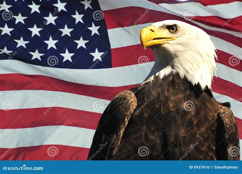 Bald Eagle and USA flag stock photo. Image of stripes - 8937816