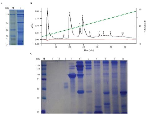 Preliminary Results of the in Vivo and in Vitro Characterization of a ...