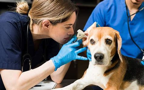 Defining Roles and Responsibilities in Your Veterinary Practice ...