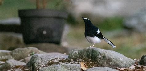 White-crowned Forktail (Javan) - eBird
