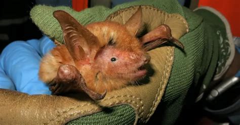 'Never Seen Before' Bat Discovered In Africa; Orange & Black In Colour ...