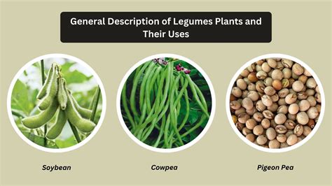 General Descriptions Of Legumes Plants With Examples, Importance ...