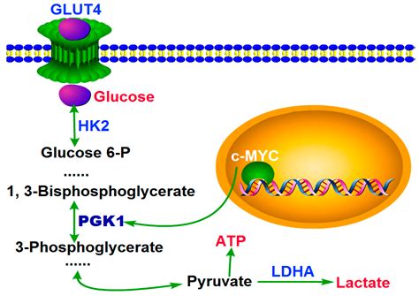 PGK1 Drives Hepatocellular Carcinoma Metastasis by Enhancing Metabolic ...
