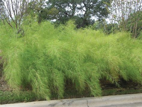 BAMBOO MUHLY GRASS MUHLENBERGIA DUMOSA - Backbone Valley Nursery