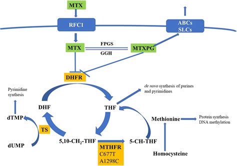 What Is Folic Acid For With Methotrexate at Rita Skelley blog