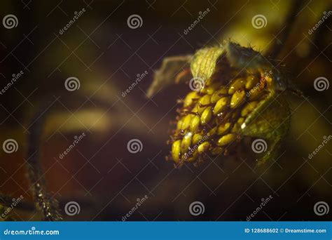 Angry Plant Flowers 的图像结果