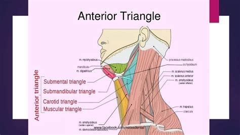 Anatomy of submental and submandibular triangles | PPTX