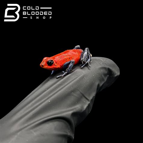 Strawberry Dart Frogs - Oophaga pumilio