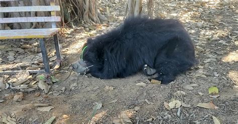 Rising seizures of dancing sloth bears raise alarm of illegal wildlife ...