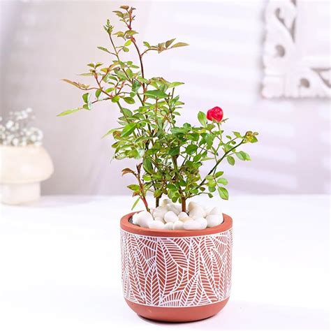 FlowerAura Premium Air Purify Live Indoor Rose Plant In Terracotta Pot ...