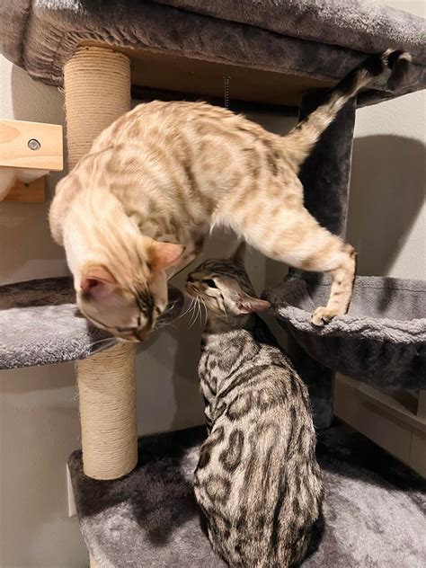 My babies: Luna and Luxe : r/AliveNamedCats