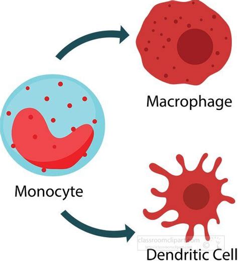 Anatomy Clipart-blood cells monocyte macrophase dendritic cell