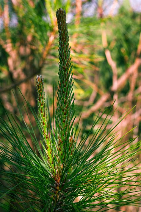 Flower Tree 的图像结果