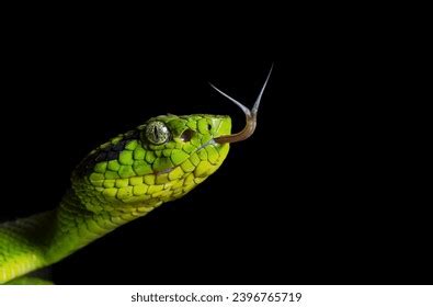 Green Tree Python Teeth Stock Photos and Pictures - 93 Images ...