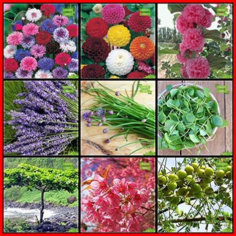 Creative Farmer Garden Decoration Combo Herb Seeds & Flower Seeds ...