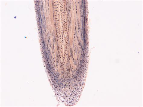 Plant Cell Microscope Slides 的图像结果
