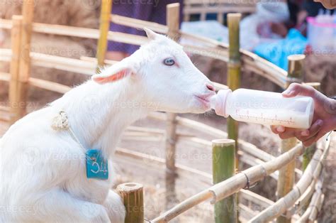 feeding baby goat with milk bottle at farm,Feed the hungry goat with ...