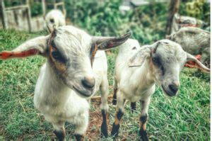 如何饲养山羊 - Wikifarmer