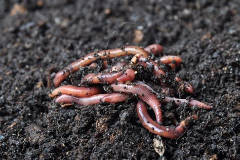 Types Of Bad Worms In Garden Soil + Removal Methods