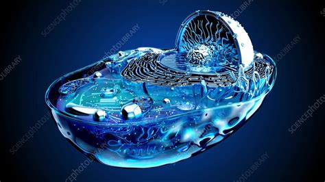 Image result for Cell Structure Animation