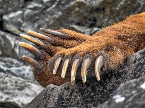 Grizzly Bear Claws