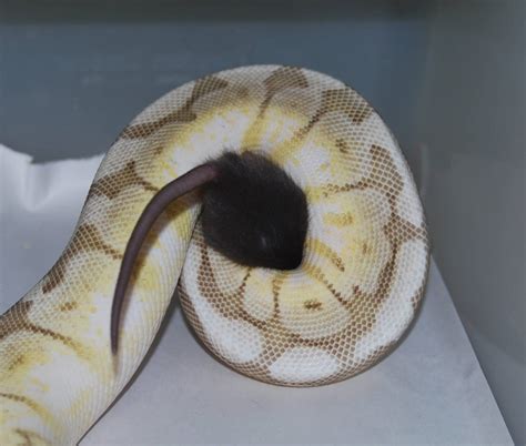 Ball Python Eating Fish 的图像结果