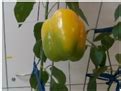 Viewpoint Analysis for Maturity Classification of Sweet Peppers