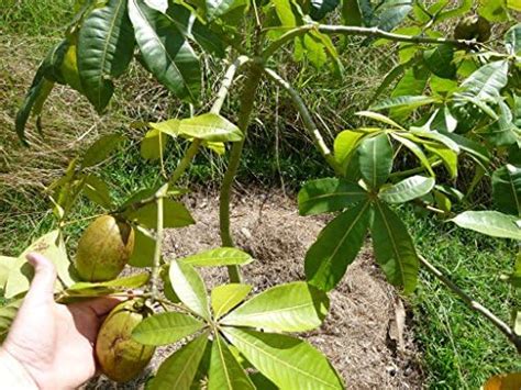 Buy ROYAL LAND Rare Orchid Live Plants Seedling dendrobium Aridang Blue ...