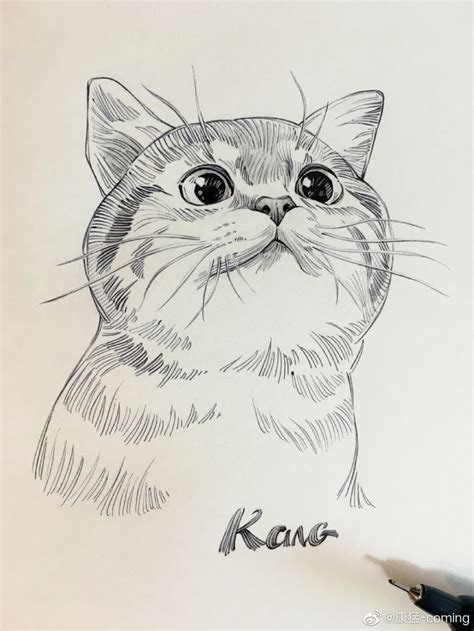 Image result for Cat Drawing Tutorial