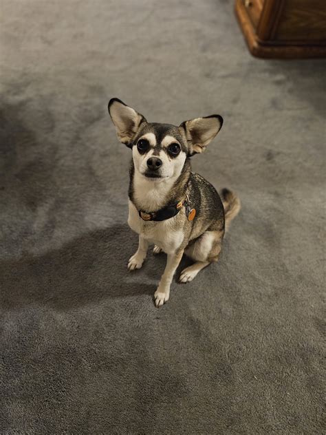 Chiwawa Husky Mix The Siberian Husky Breed – Good And Bad