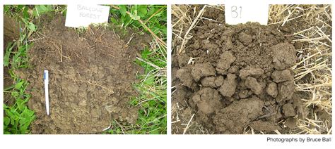 Image result for V-shape Soil Collection