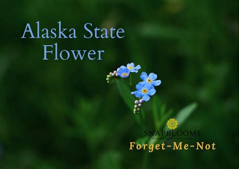 National Flower Of Usa Facts | Best Flower Site