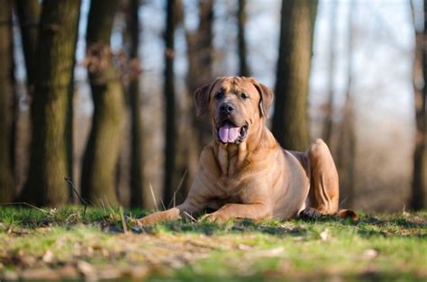 土佐犬の歴史、性格と飼い方 | Petpedia