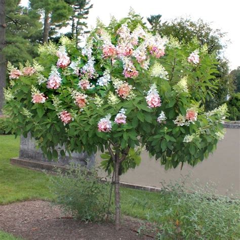 Image result for Pruning Hydrangea Standard Tree Fall