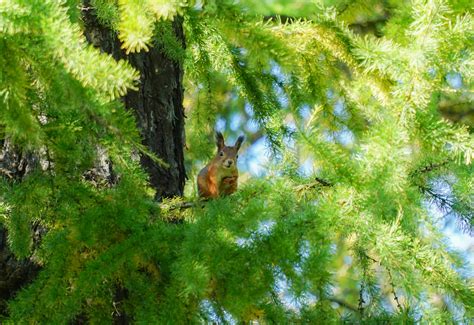 Image result for Green Cross Code Squirrel