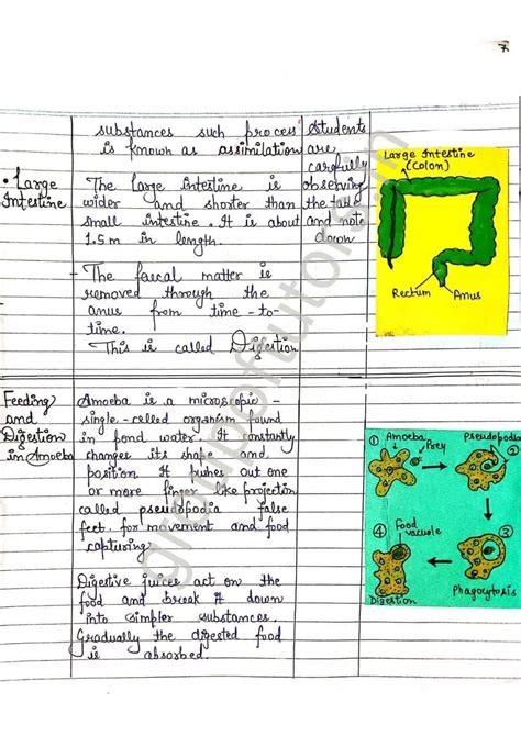 Image result for Digestive System Lesson