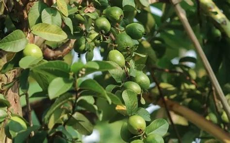 Popular fruits from Maharashtrian cities | WhatsHot Mumbai